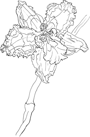 Odontioda 'Rose Gleam' Orchid Coloring Page